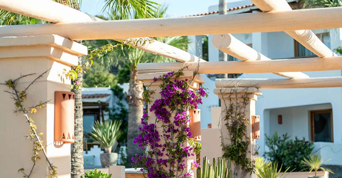 Een foto van Petunia Ibiza