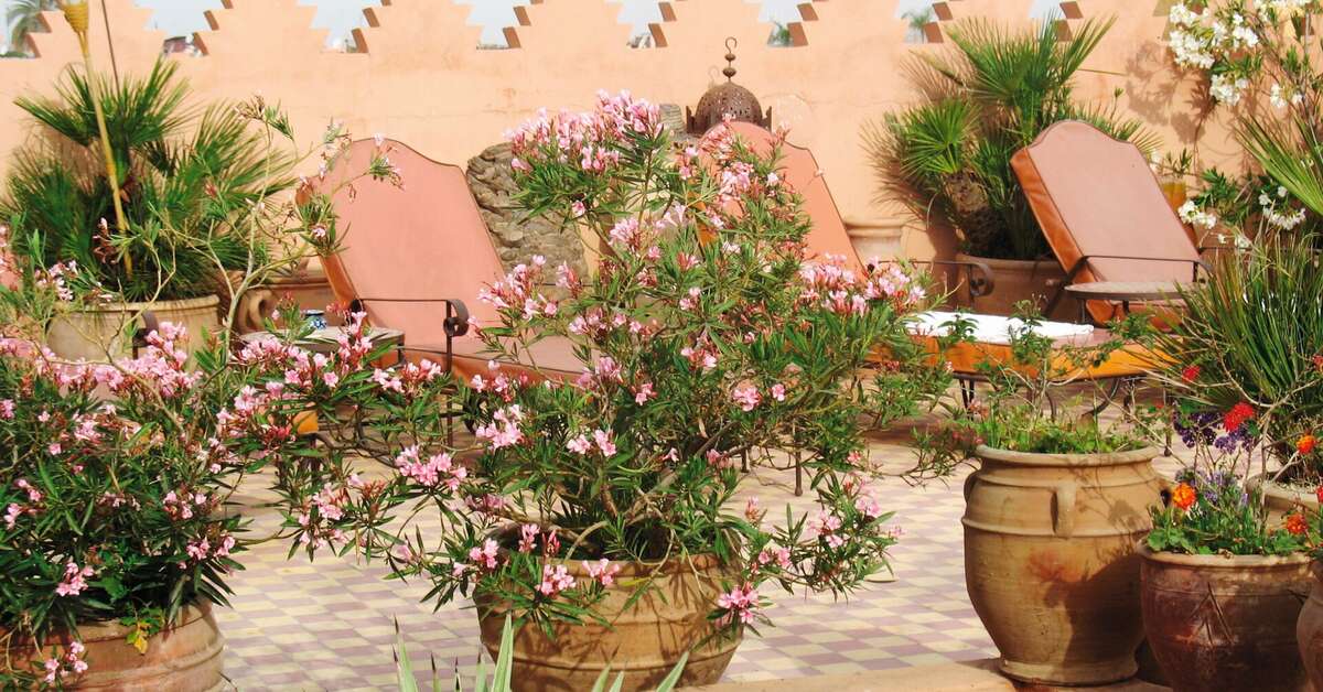 Een foto van het terras bij Riad Ifoulki