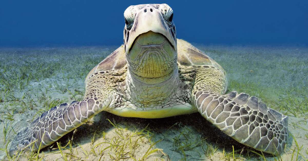 Een foto van Malahini Kuda Bandos