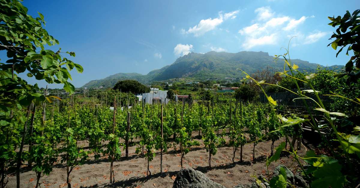 Ein Foto Park Hotel Terme Mediterraneo