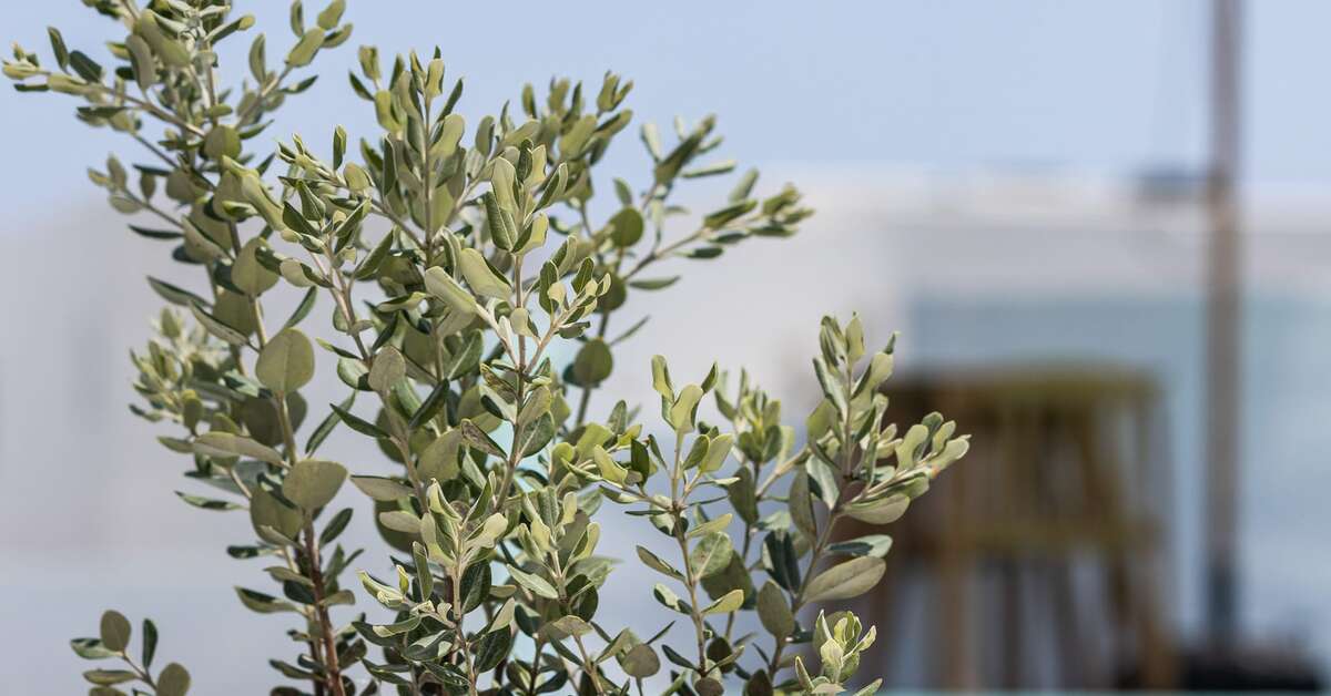 Een foto van Voca Hotel & Suites