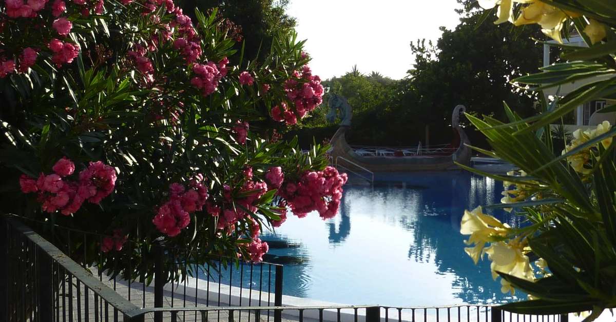 Ein Foto Aparthotel Solvasa Laurisilva