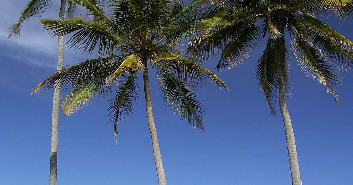 Een foto van The Palms Zanzibar