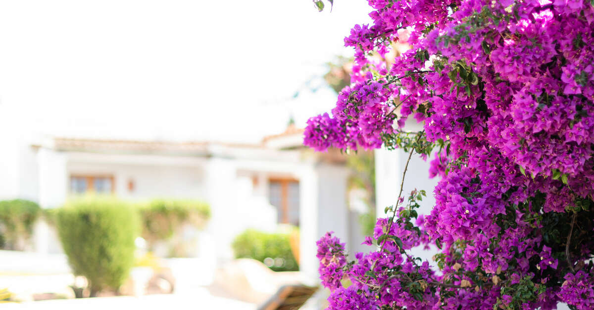Een foto van Petunia Ibiza