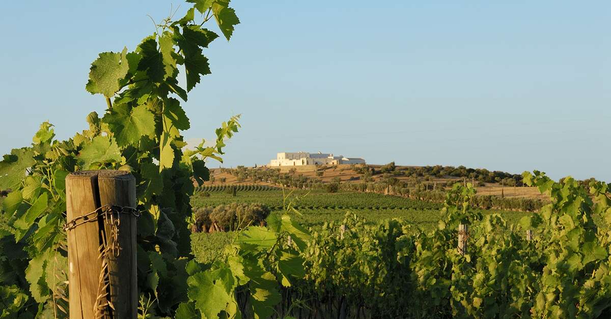 Een foto van Masseria Amastuola Wine Resort