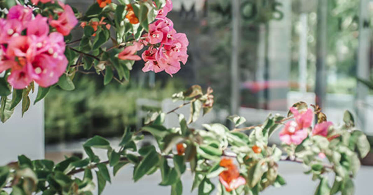 Een foto van Hotel Boutique & Spa Las Mimosas