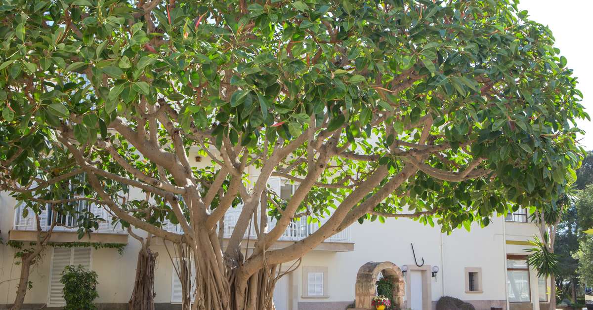 Een foto van de buitenkant van Hotel Castell dels Hams