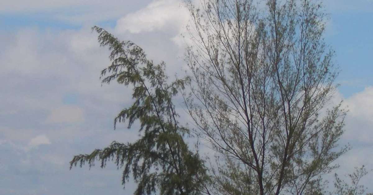 Een foto van Krabi Cha-Da Resort