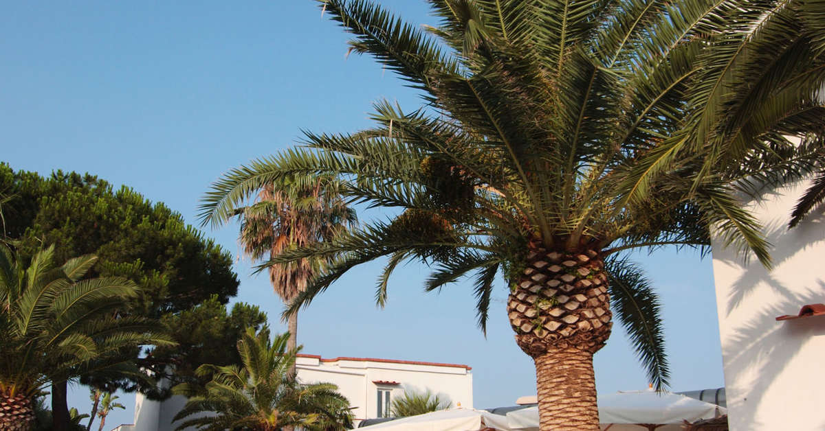 Een foto van Royal Palm Hotel Terme