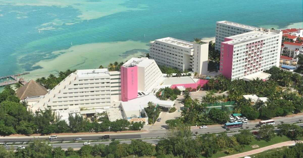 Een foto van Oasis Palm