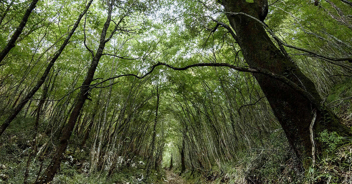 Een foto van Masseria Parco delle Querce