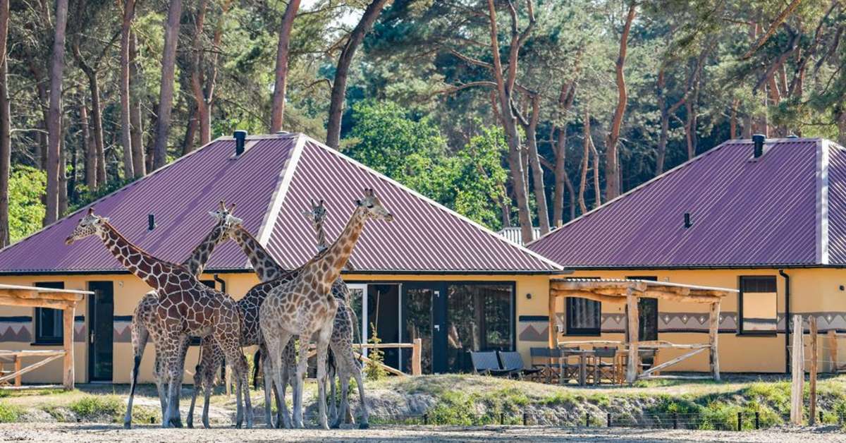 Een foto van Safari Resort Beekse Bergen