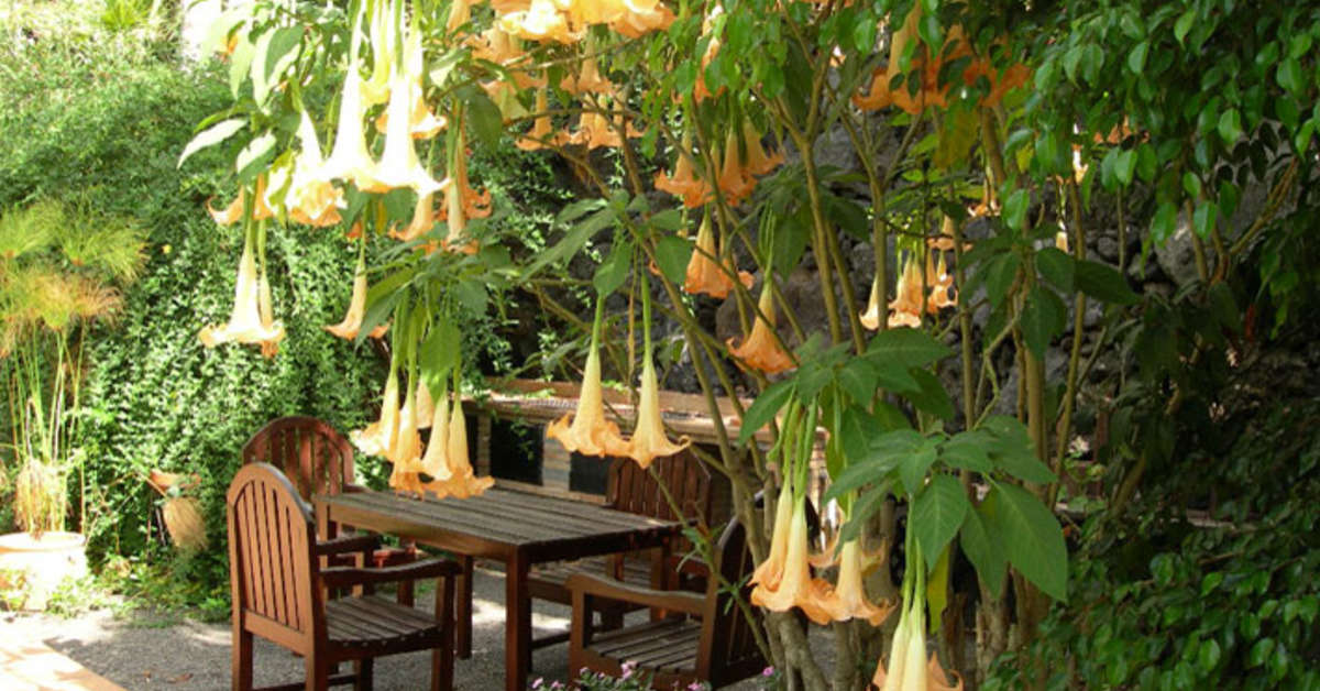 Een foto van Bungalows & Villas La Palma Jardin