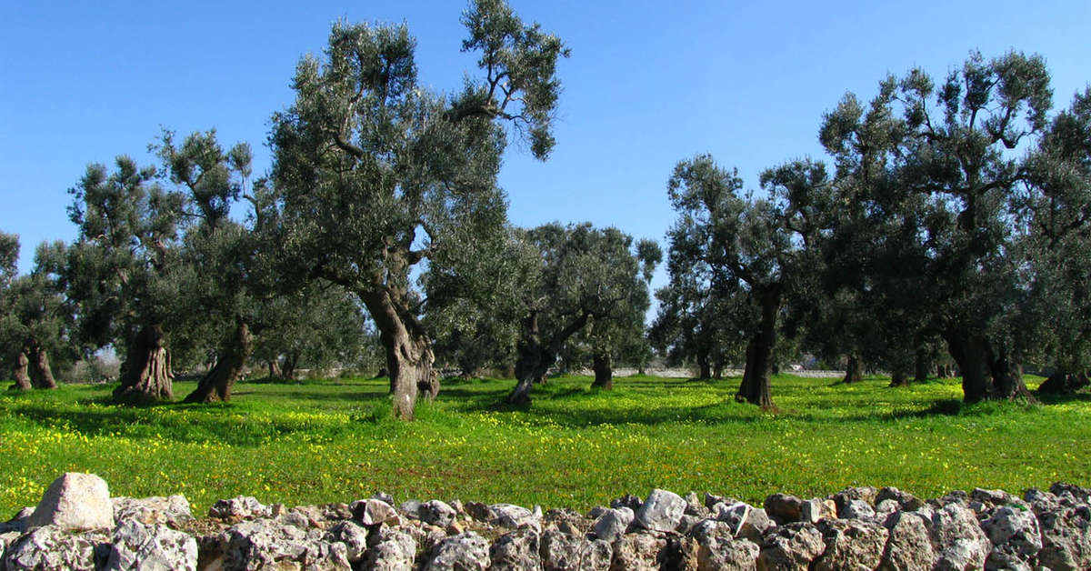 Een foto van Vinilia Wine Resort