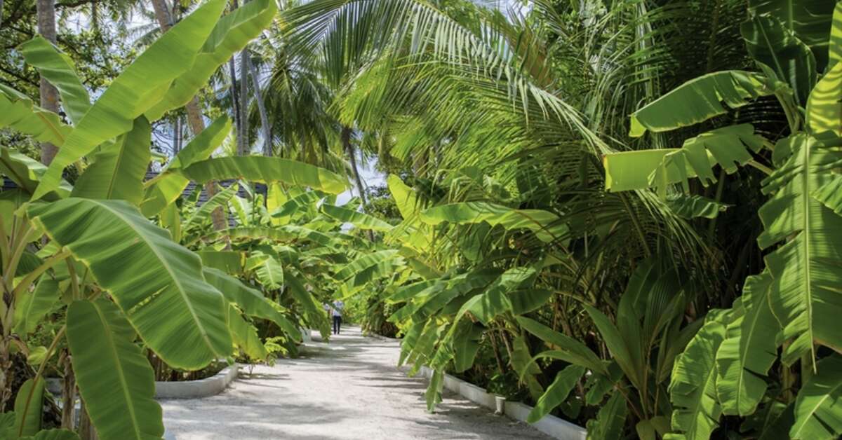 Een foto van Malahini Kuda Bandos