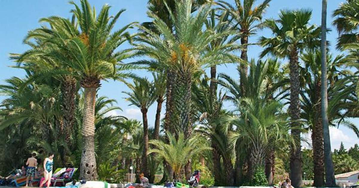 Een foto van het zwembad bij Camping La Baume - La Palmeraie