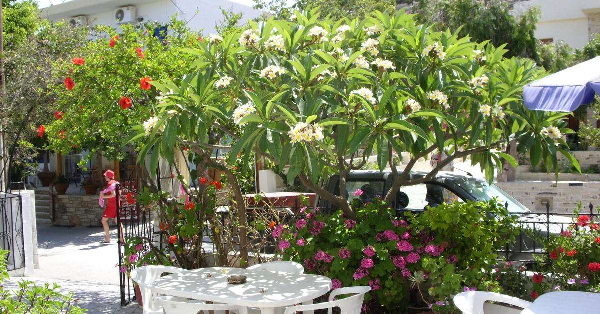 Een foto van het terras bij Eva Marina
