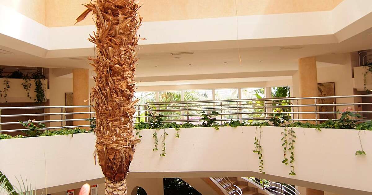 Een foto van Hotel Zafiro Palmanova
