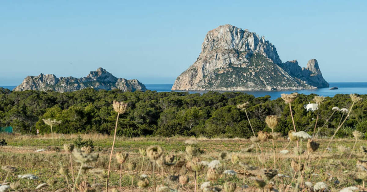 Een foto van Petunia Ibiza