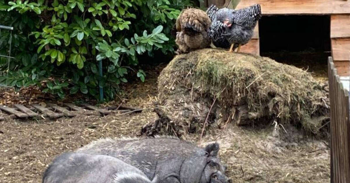 Een foto van Camping het Swinnenbos