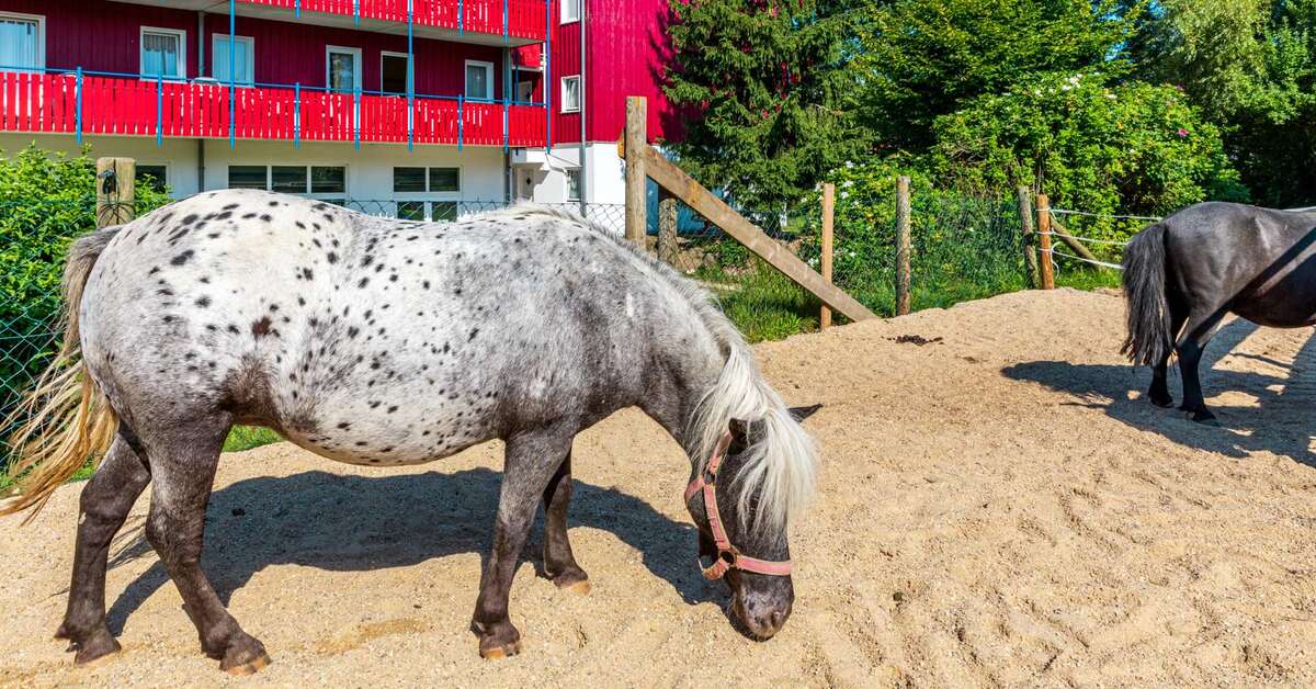 Een foto van Familiehotel Reiterhof Runding