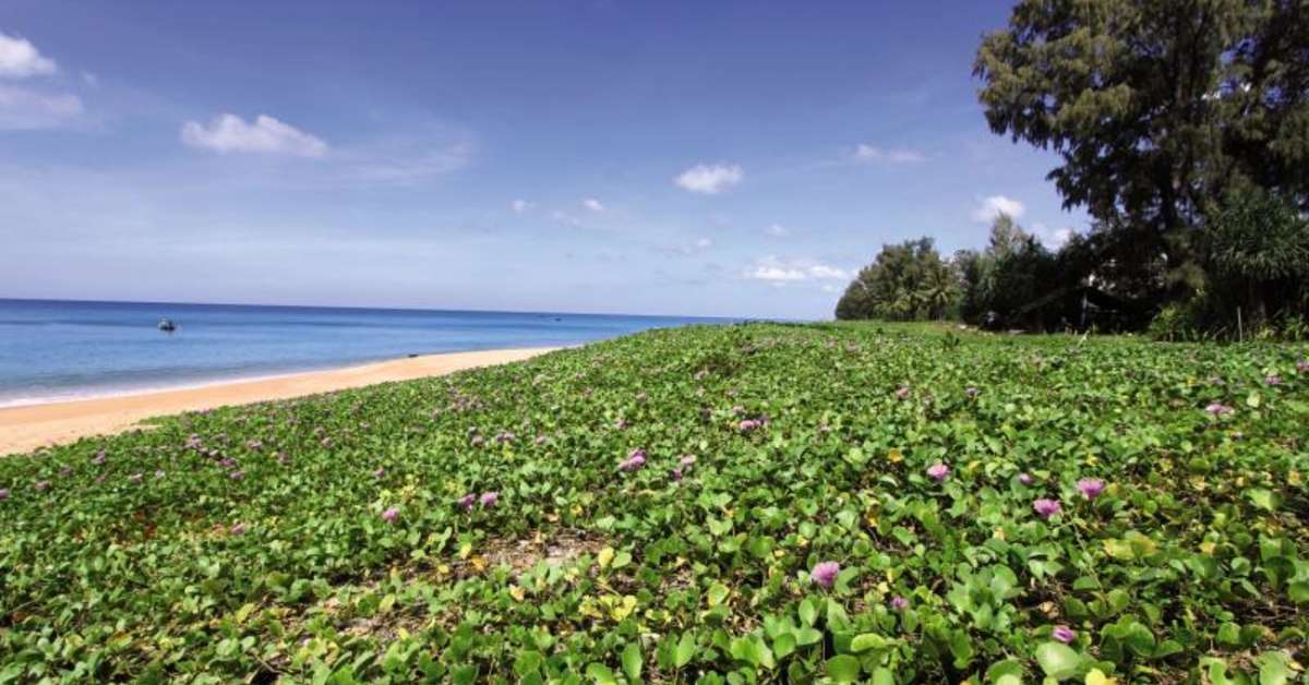 Een foto van Maikhao Palm Beach Resort