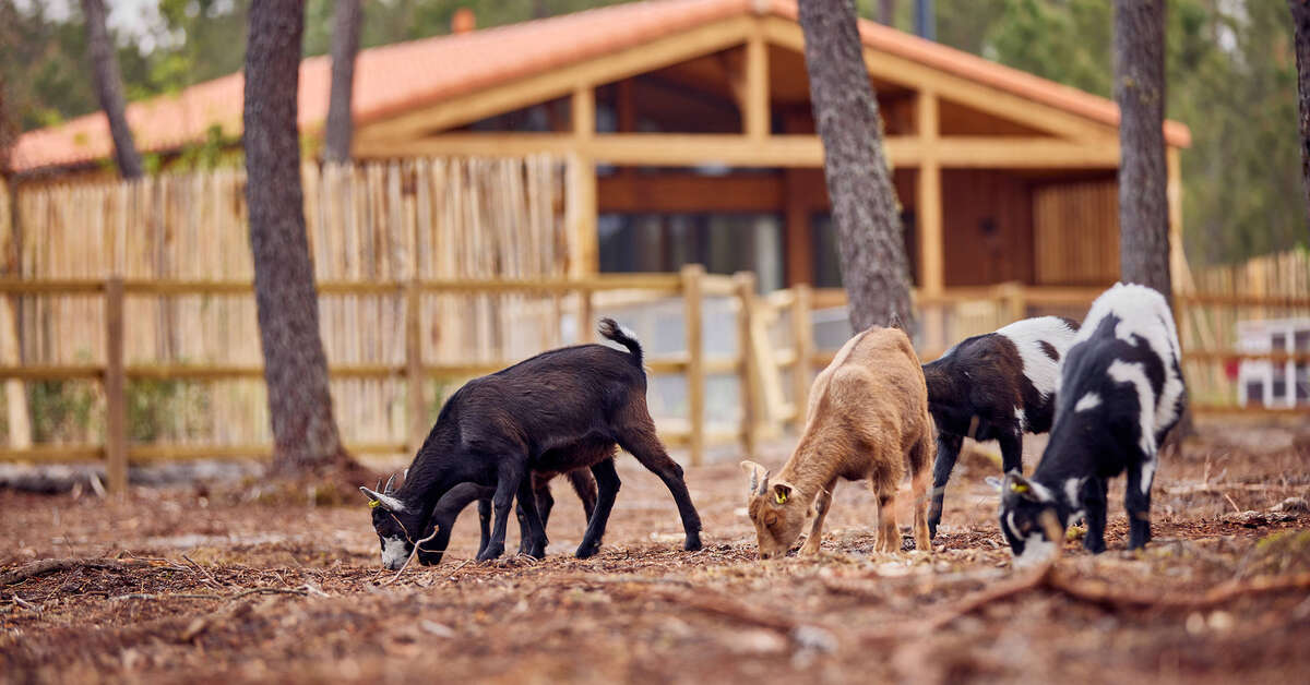 Een foto van Center Parcs Les Landes de Gascogne