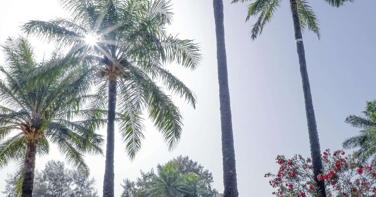 Een foto van Palma Rima Hotel