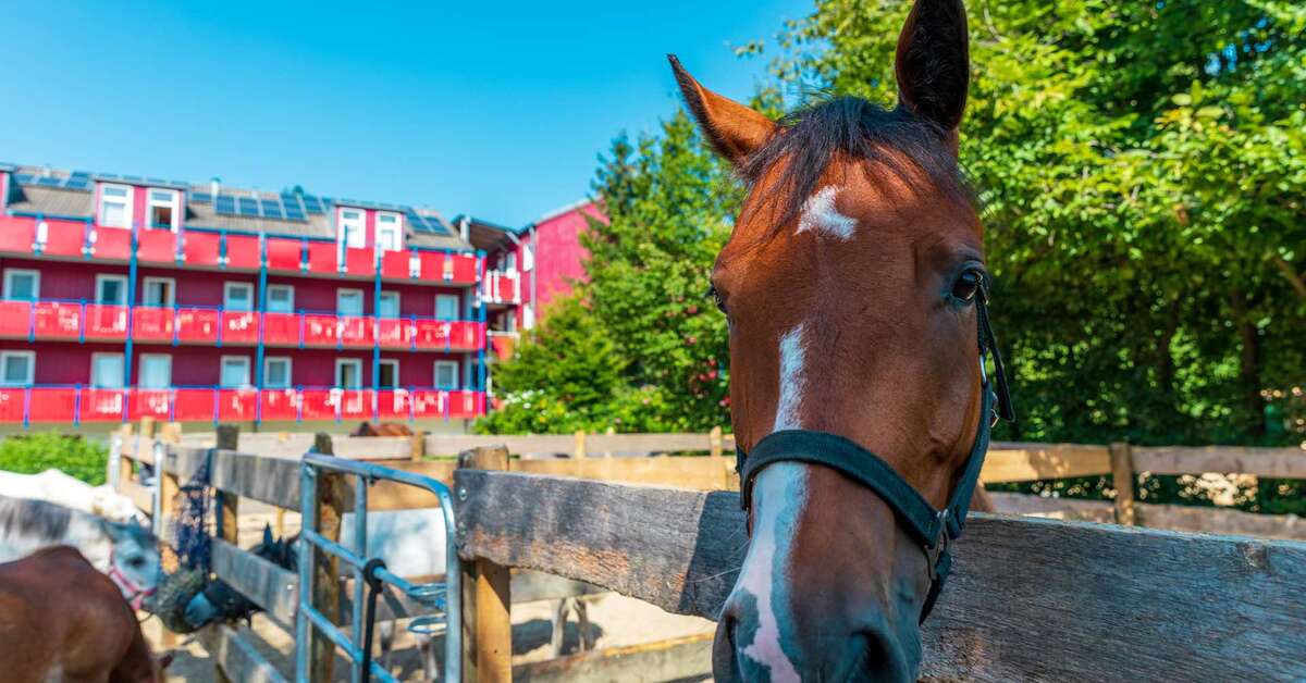 Een foto van Familiehotel Reiterhof Runding
