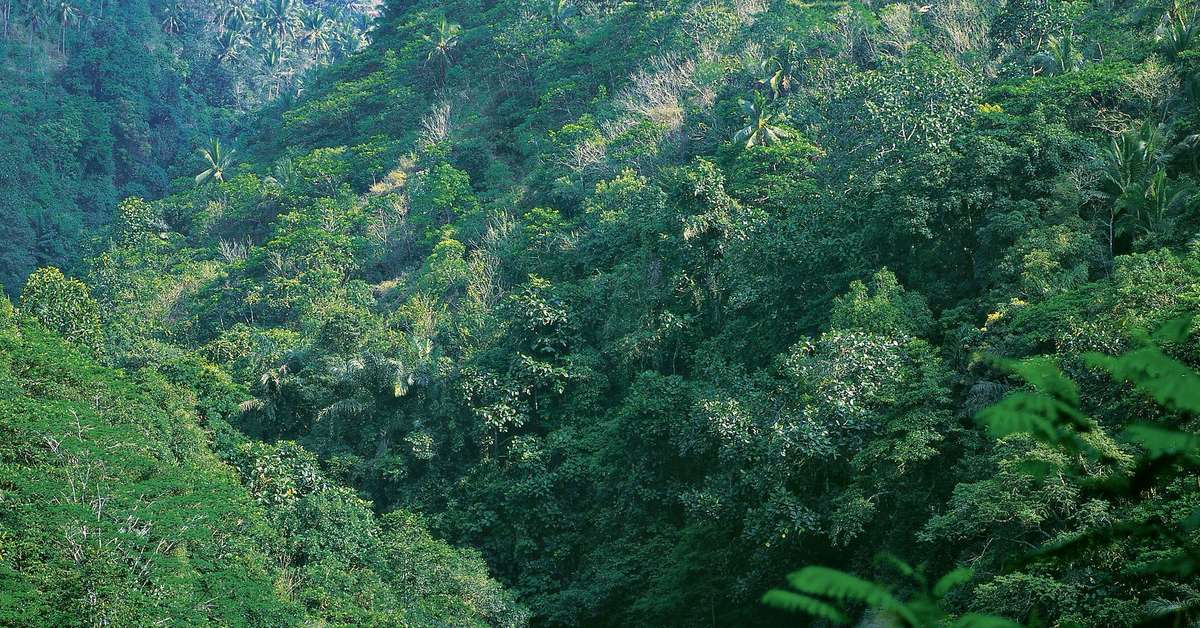 Ein Foto Alila Ubud