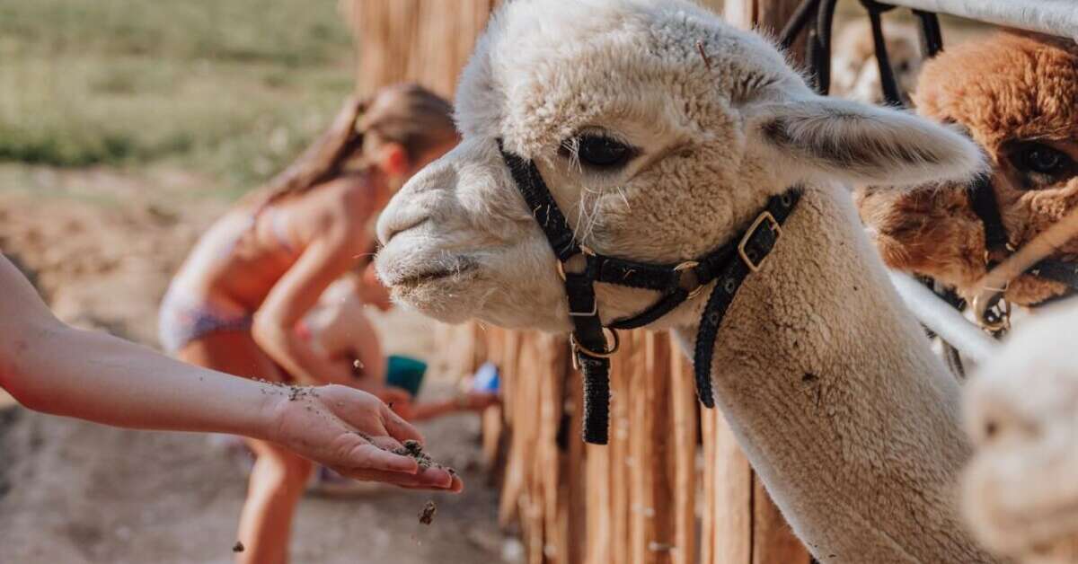 Een foto van Camping Sensazione