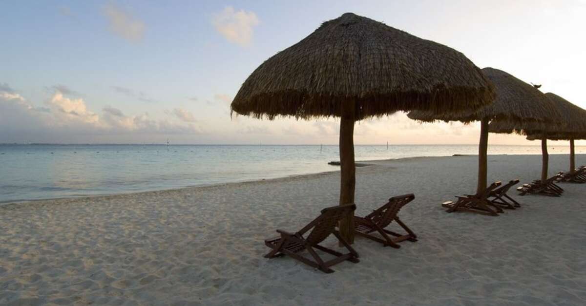 Een foto van Oasis Palm