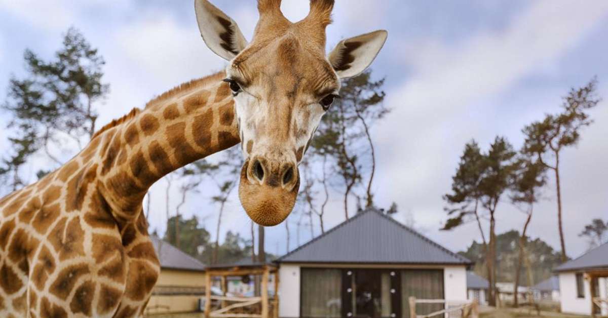 Een foto van Safari Resort Beekse Bergen