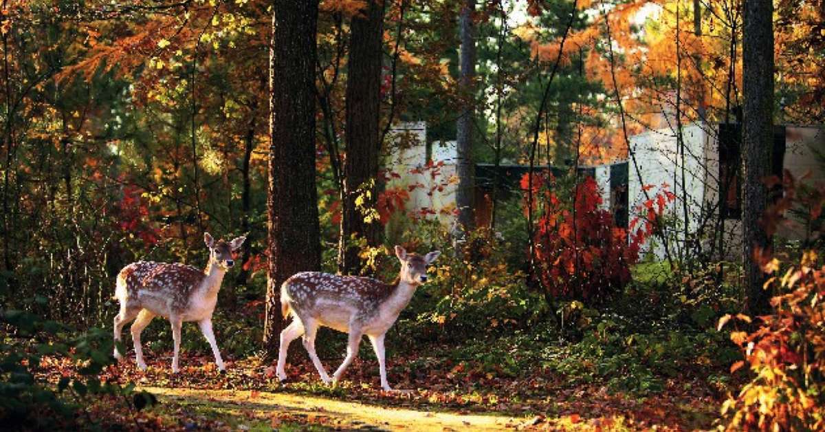 Een foto van Center Parcs Les Trois Forets