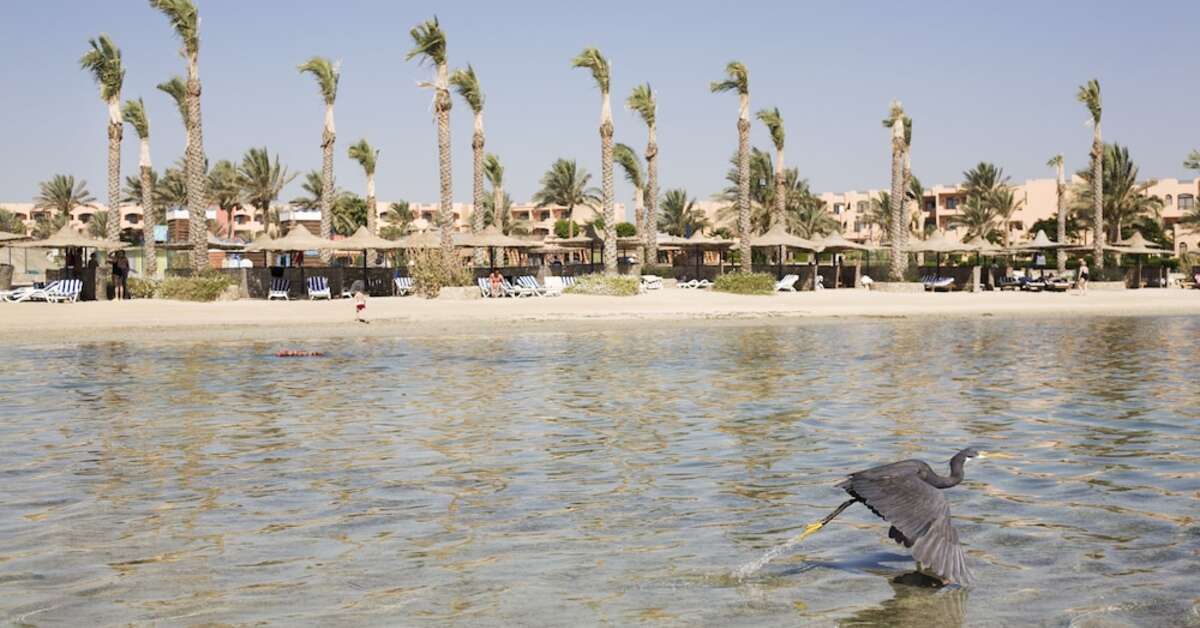 Een foto van het strand bij Elphistone Resort