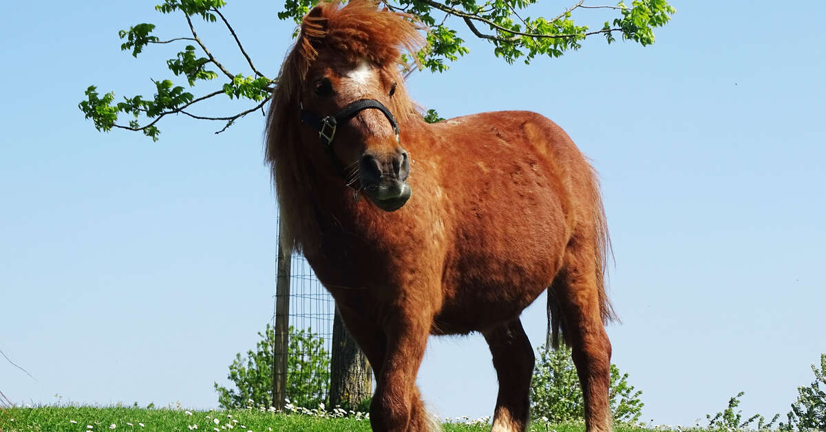 Een foto van Campanile Val De France