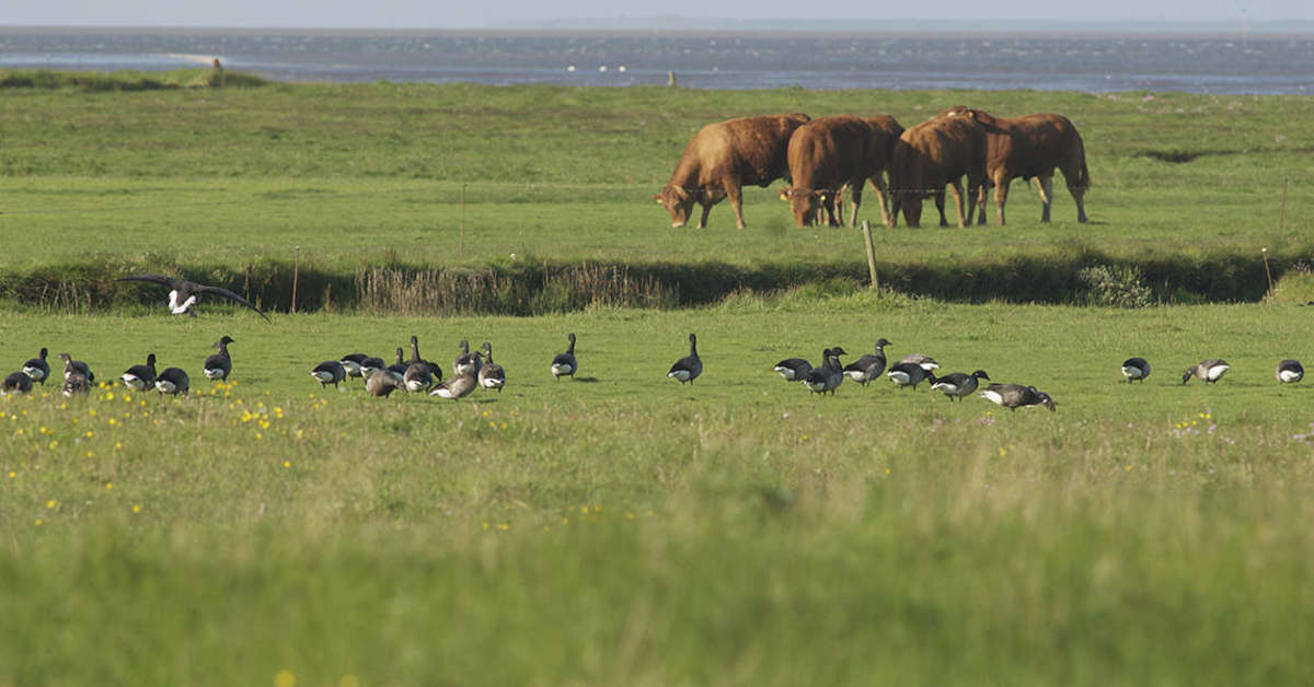 Een foto van Ribe Byferie