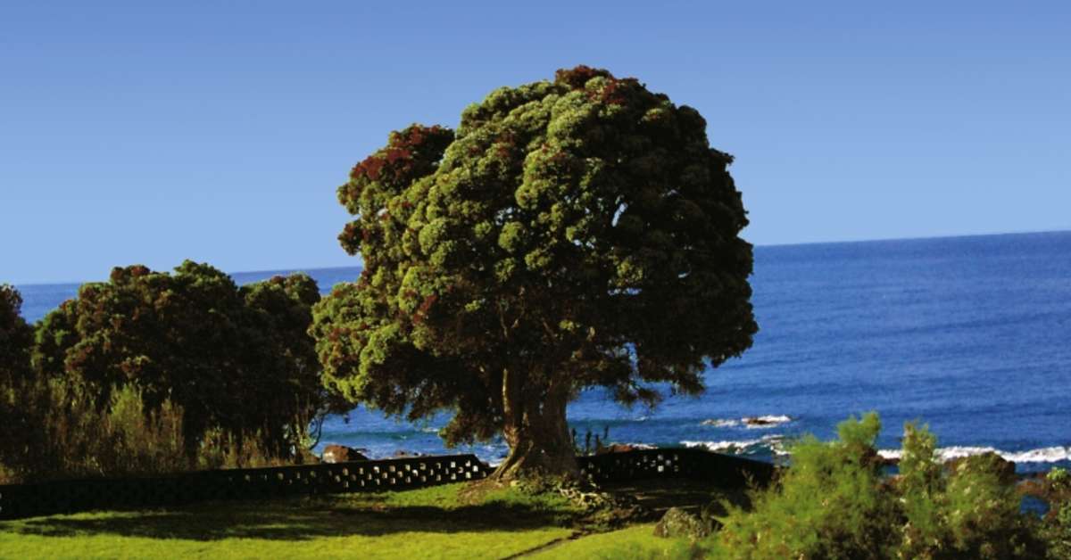 Een foto van Pestana Bahia Praia