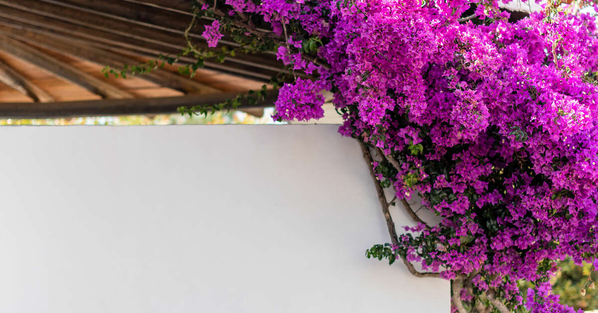 Een foto van Petunia Ibiza