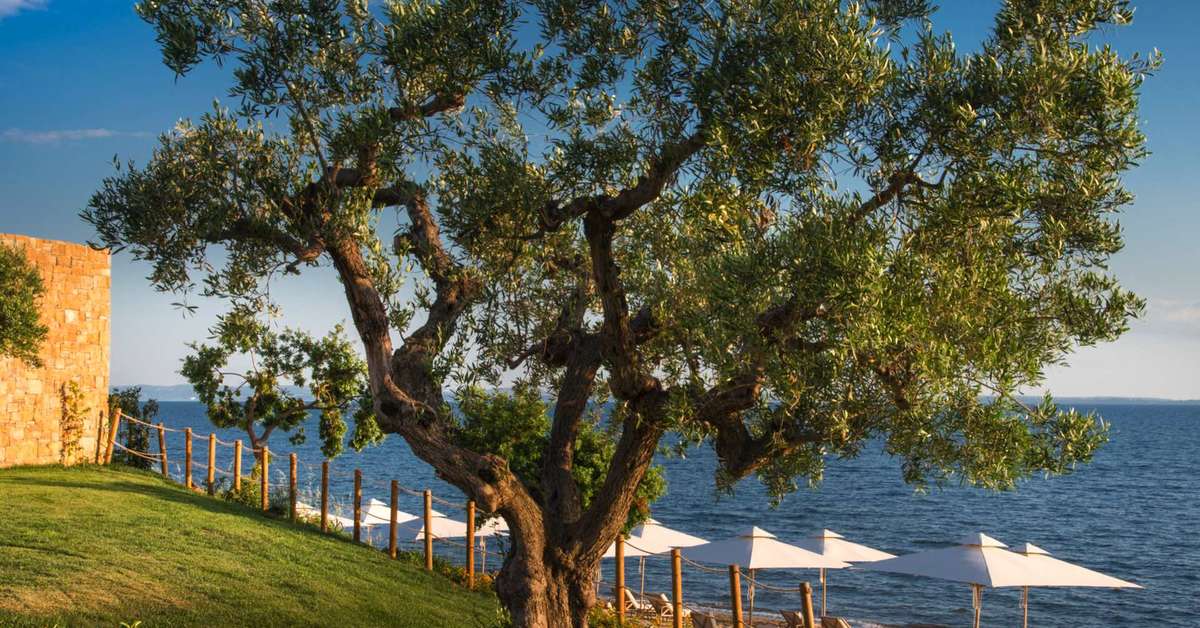Een foto van het terras bij Ikos Olivia