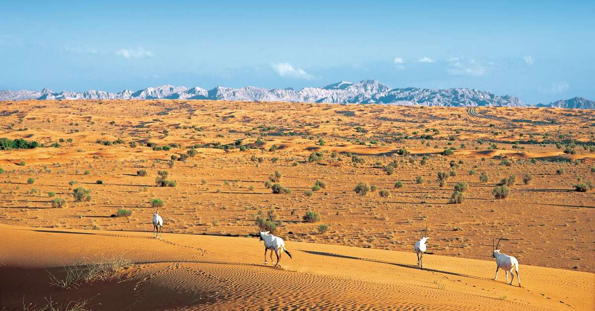 Een foto van Al Maha Resort
