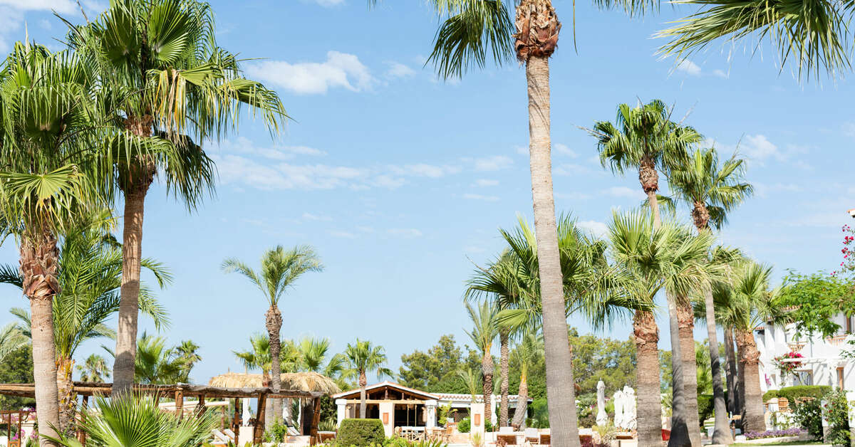 Een foto van Petunia Ibiza