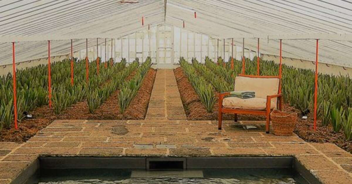 Een foto van Herdade do Ananas