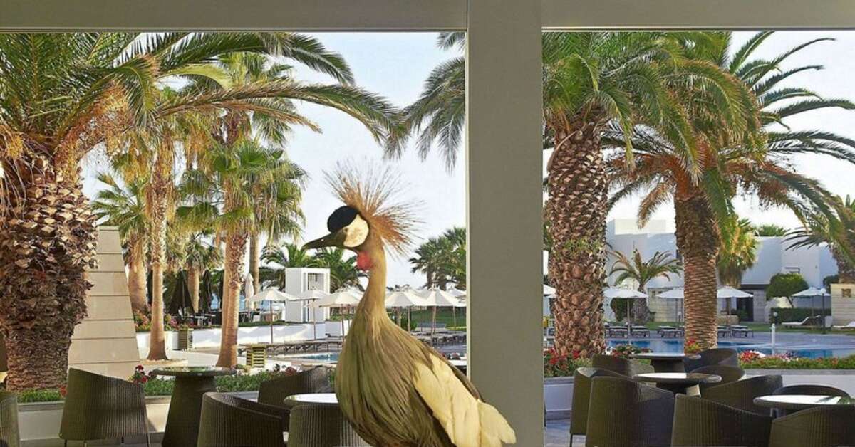 Een foto van het terras bij Grecotel Creta Palace
