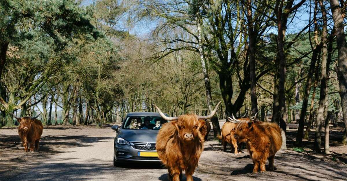 Een foto van Lake Resort Beekse Bergen