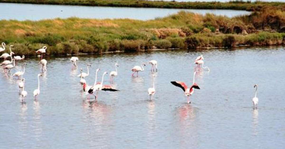 Een foto van Villaggio Turistico Rosapineta Sud