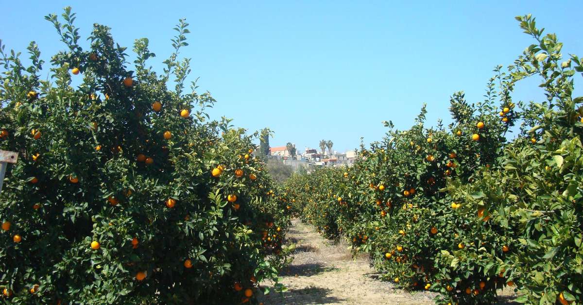 Een foto van de buitenkant van Leonidas Village Houses