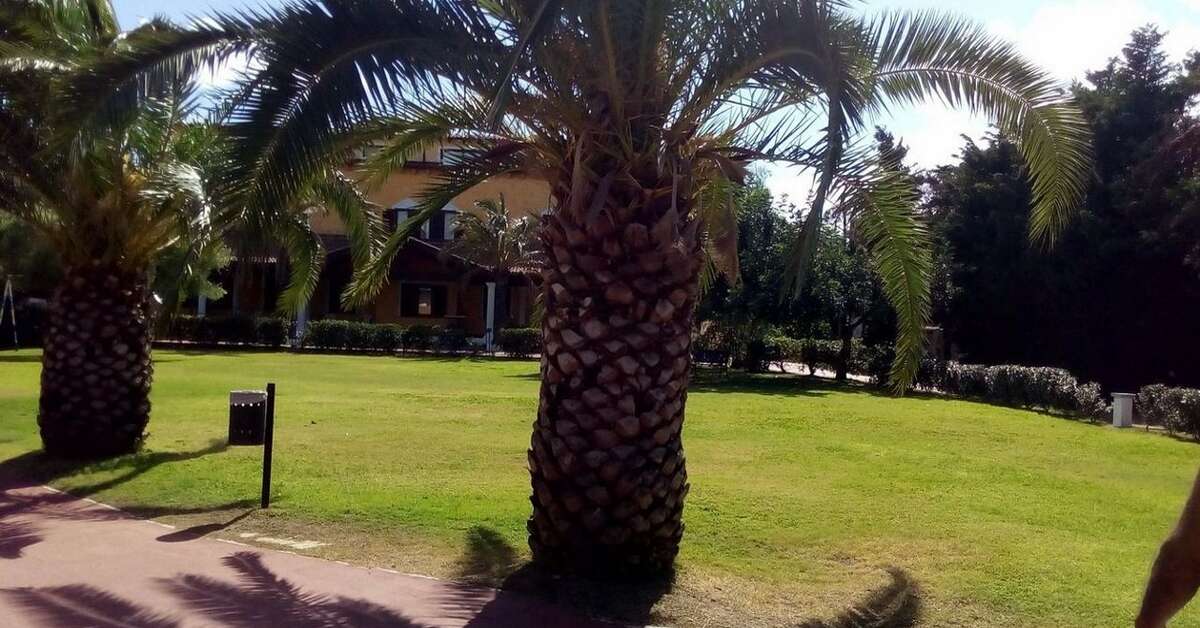 Een foto van Hotel Club le Rose