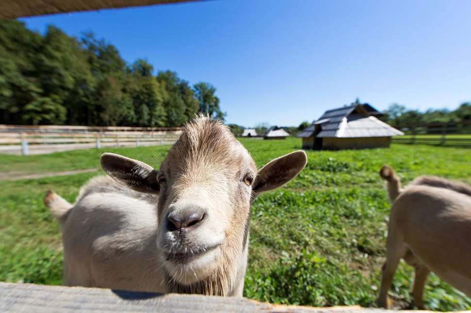 Een foto van Eko Resort Pod Veliko Planino