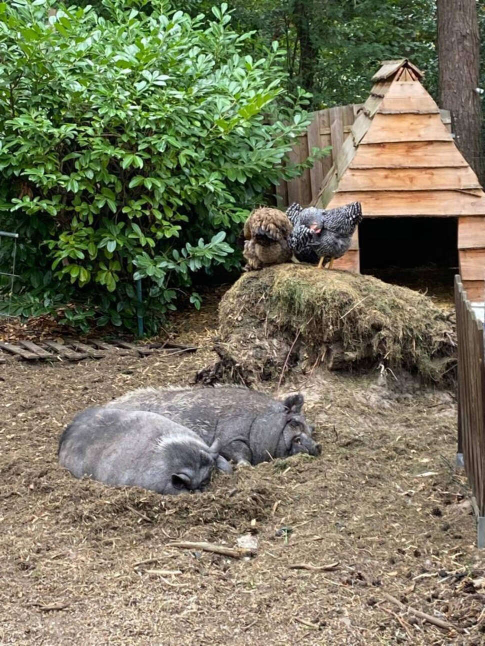 Een foto van Camping het Swinnenbos